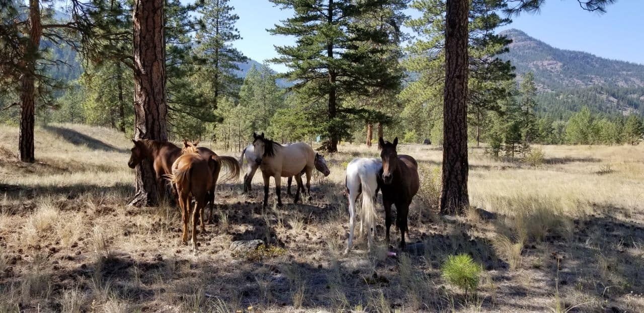 Free Range Horses in the Nicola Valley. Your outdoor activities plays a part in Merritt Real Estate home buying decisions.
